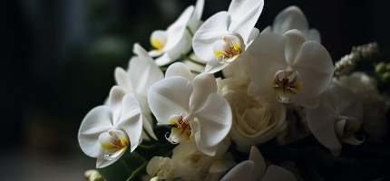 page_banner_img_mobile