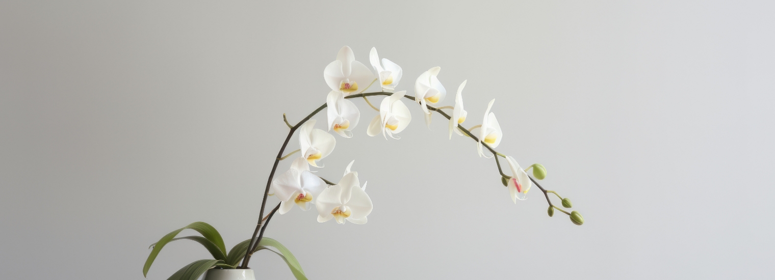 page_banner_img